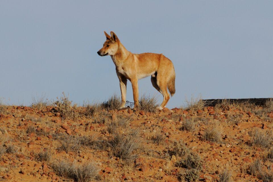 Wild Dogs