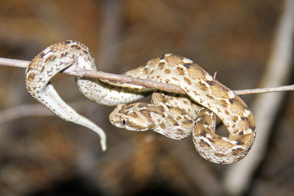 Saw Scaled Viper