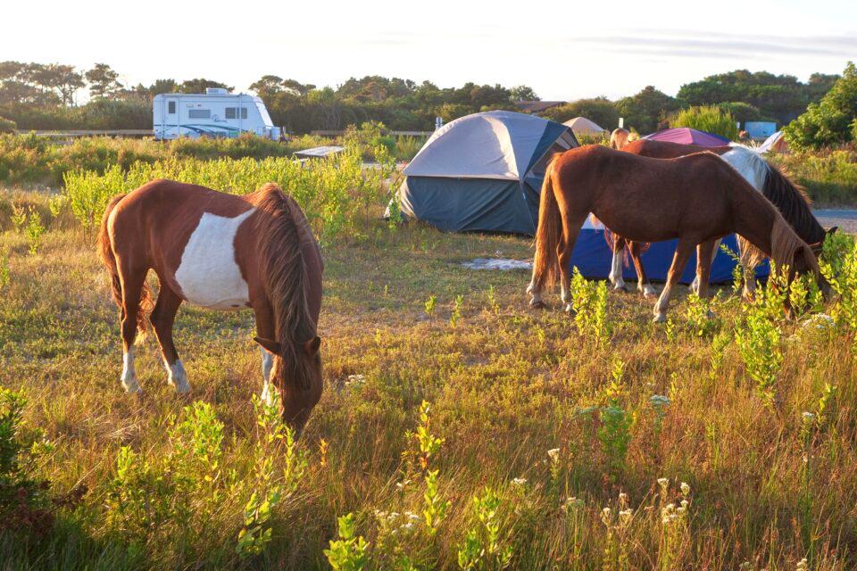Assateague Island