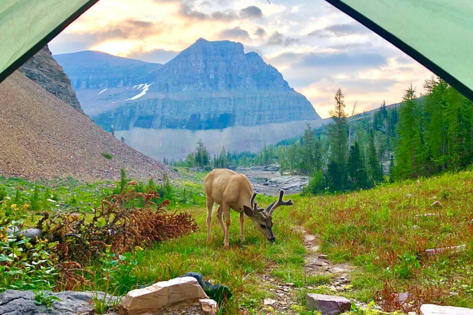 Glacier National Park, Montana