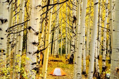 Fall tent camping in aspen tree forest in full fall color