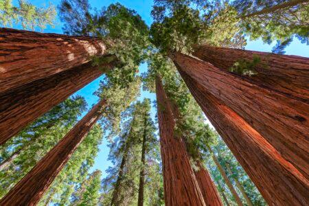 Giant sequoia trees closeup in Sequoia National Park, California