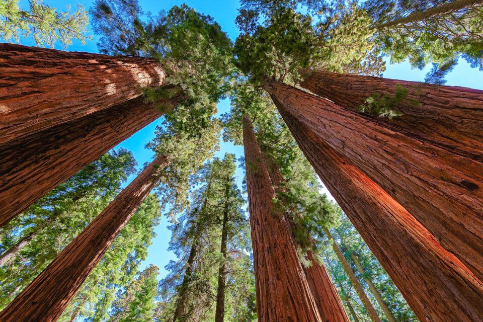 Sequoia and Kings Canyon National Parks, California