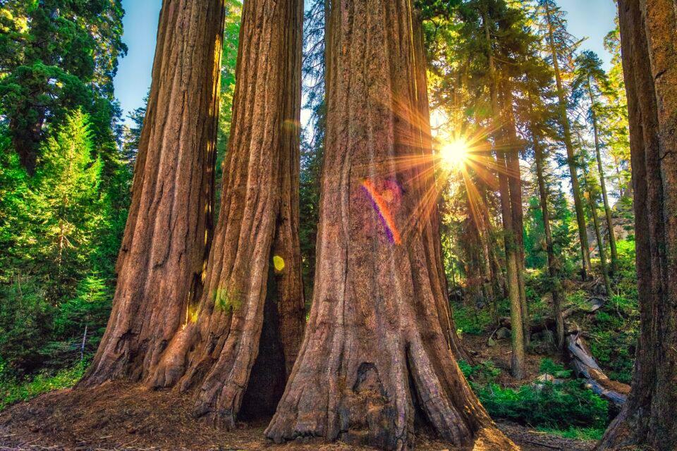 Sequoia and Kings Canyon National Parks, California