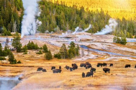 A,Sunset,Landscape,At,The,Upper,Geyser,Basin,In,Yellowstone