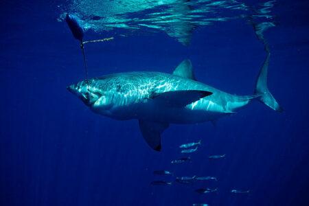 2021/10/greatwhitesharkeatingbait-768w.jpg