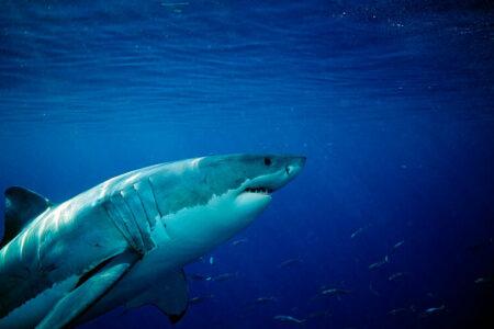 2021/10/greatwhitesharkoffFaralloneIslands-768w.jpg