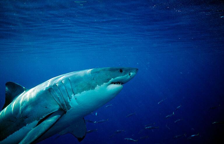 Shark attacks