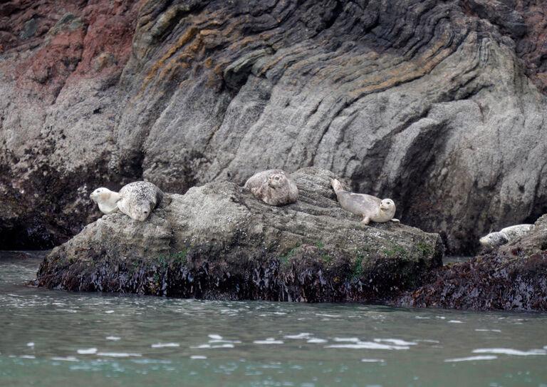 Dense wildlife