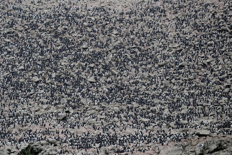 Thriving bird population
