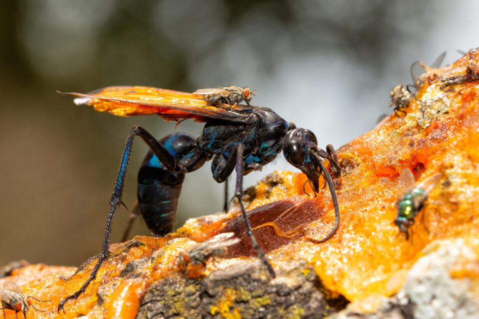 Tarantula Hawk Spider Wasp