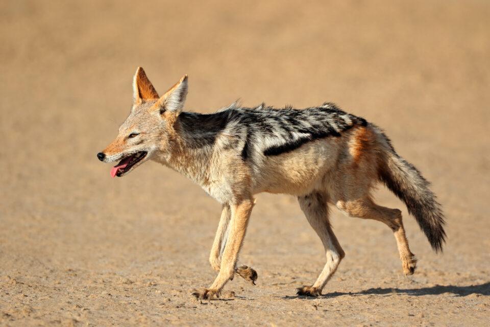 Black-backed Jackal