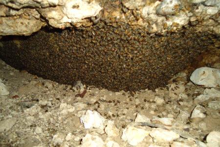Bee,Hives,In,The,Desert,Are,Always,Underground,Or,In