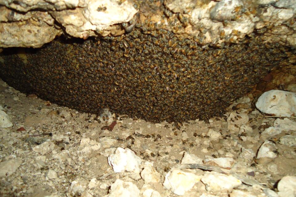 Desert Bee Hive