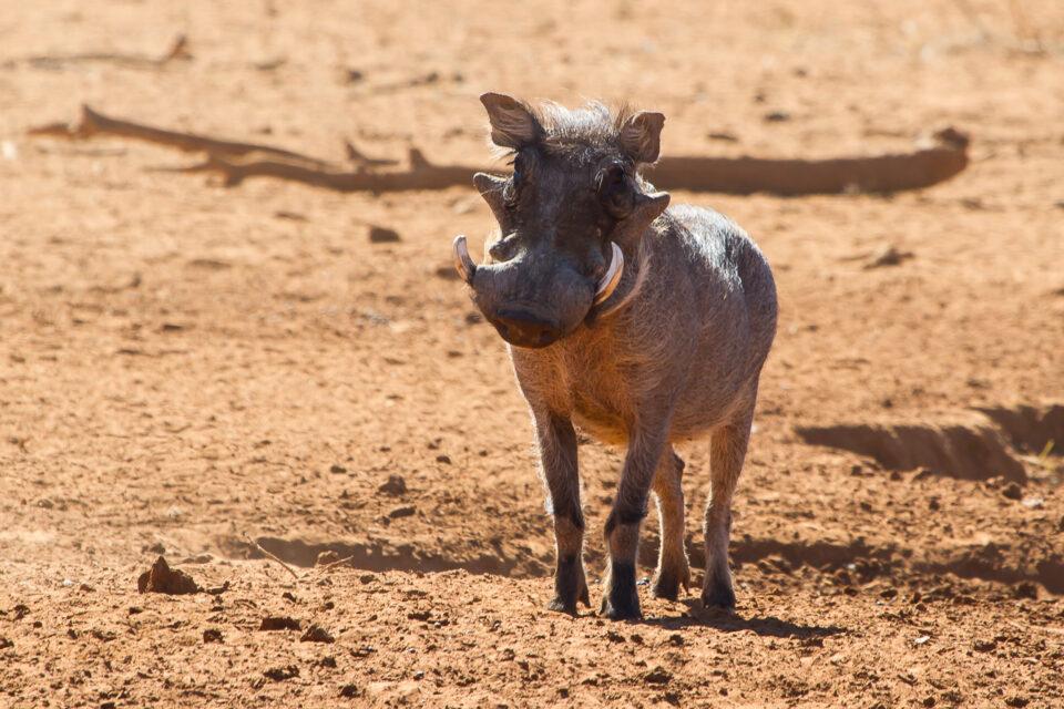 Wild Hog