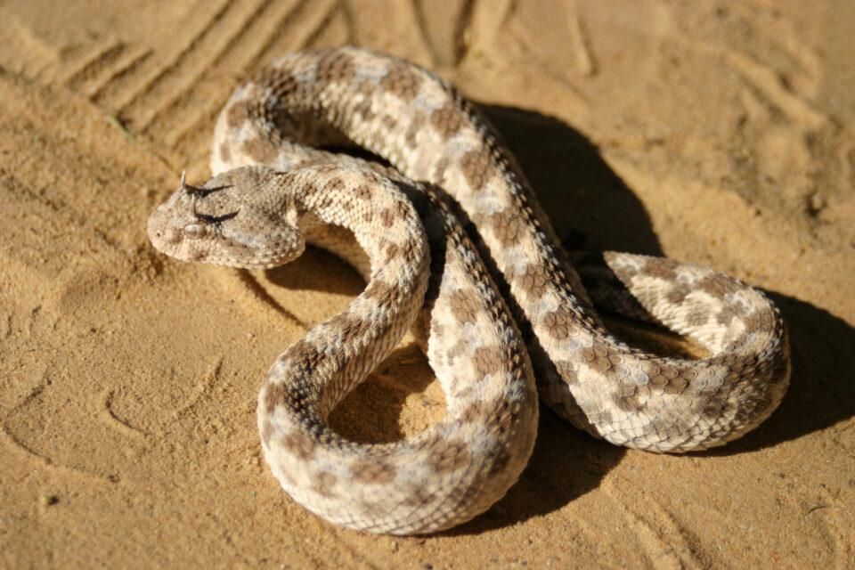 Horned Viper