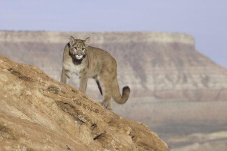 Young,Cougar,Standing,On,Top,Of,A,Red,Sandstone,Boulder