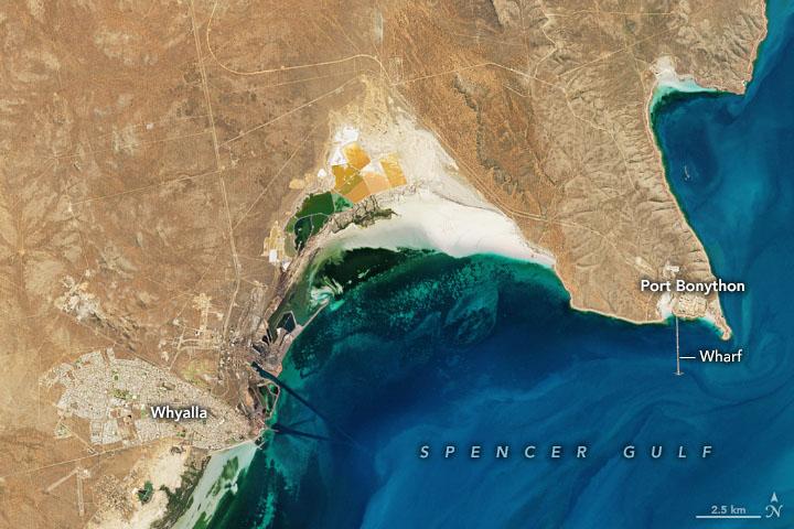 The site of the world's largest cuttlefish aggregation
