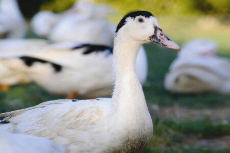 2021/10/unsual-animal-hybrids-20.jpg