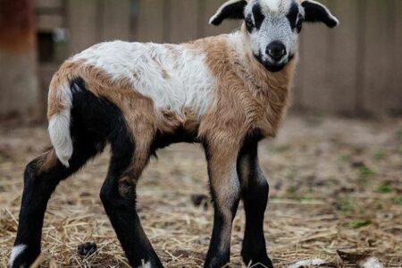 2021/10/unsual-animal-hybrids-11.jpg