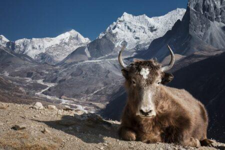 2021/10/unsual-animal-hybrids-12.jpg