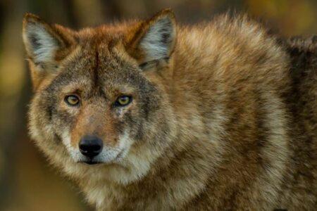 2021/10/unsual-animal-hybrids-19.jpg