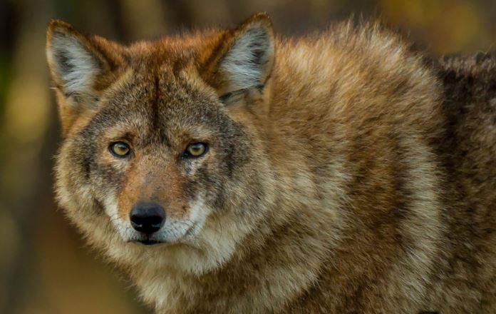 Coywolf
