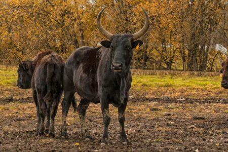 2021/10/unsual-animal-hybrids-3.jpg