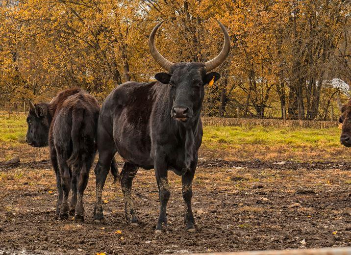 Beefalo