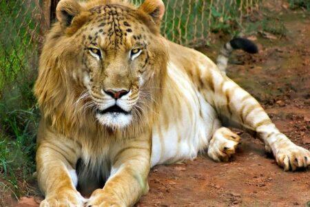 2021/10/unsual-animal-hybrids-5.jpg