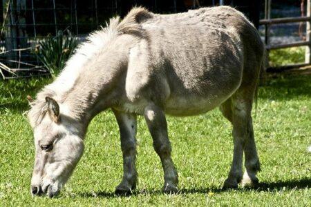 2021/10/unsual-animal-hybrids-8.jpg