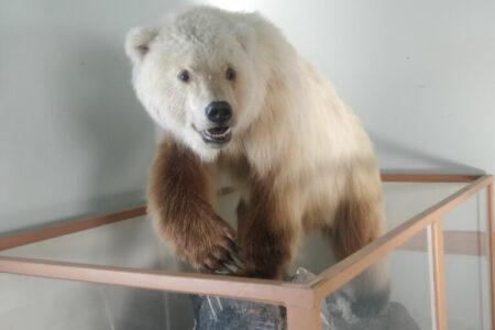 2021/10/Ulukhaktok_PolarGrizz-768w.jpg