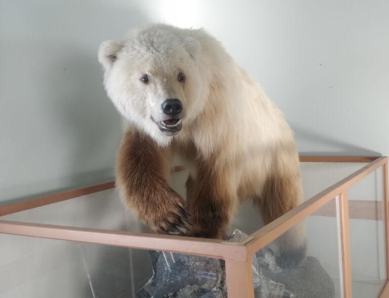The Pizzly Bear