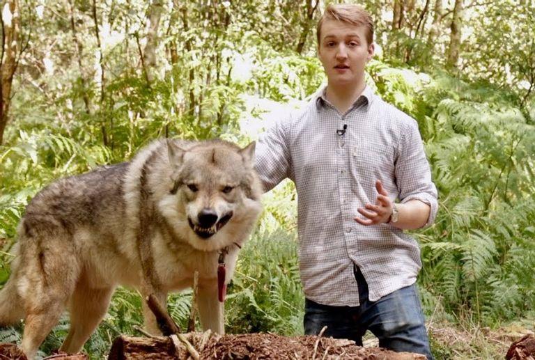 Wolfdog