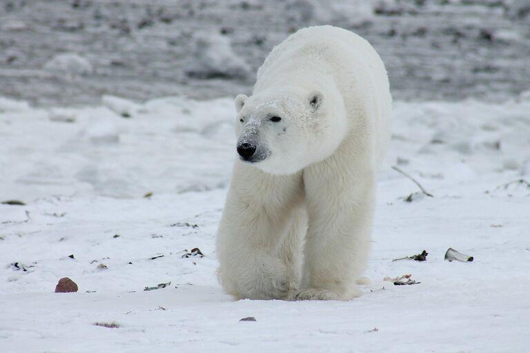 Game Of Thrones: Polar Bear Edition