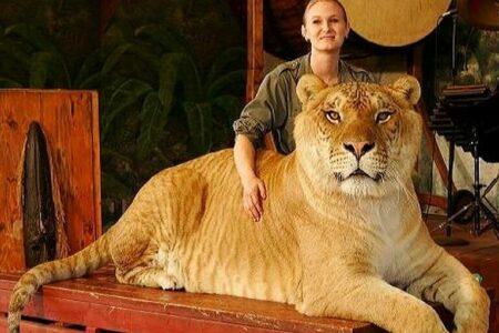 2021/10/Liger_Jungle_Island.v1-768w.jpg