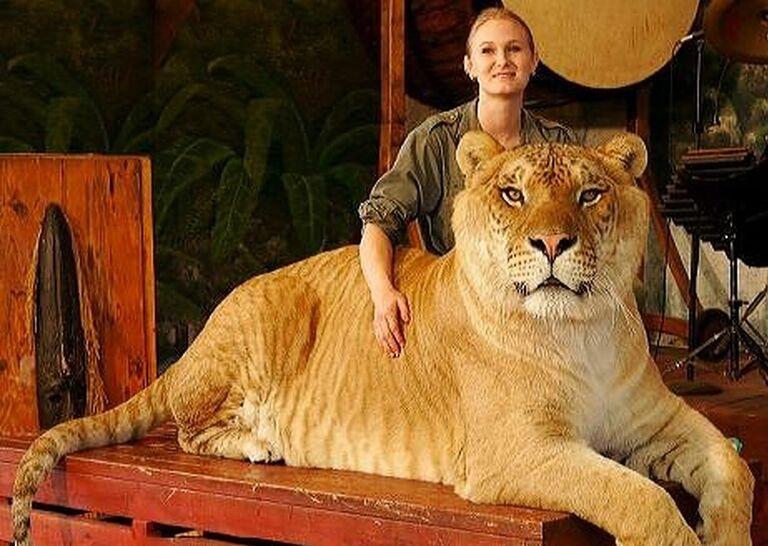 Liger