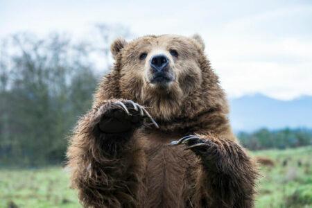 Grizzly bear