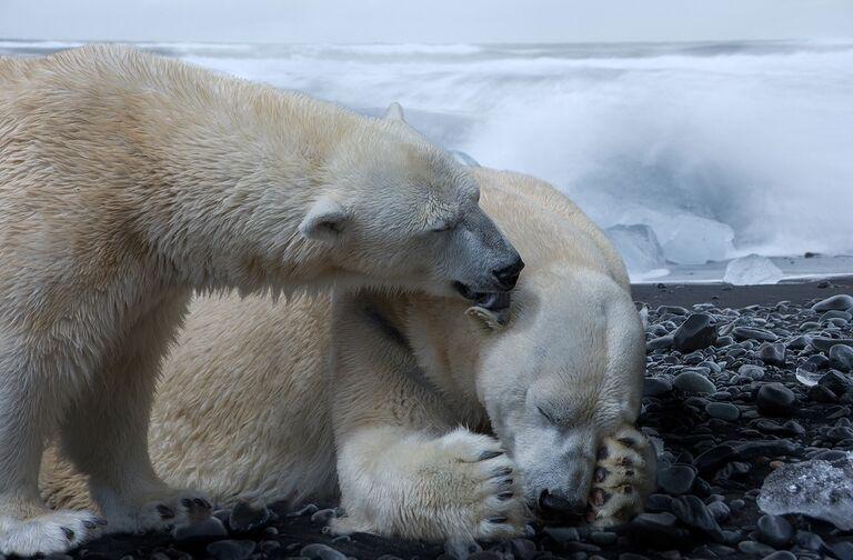 Home Of The Polar Bears