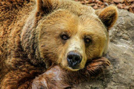 2021/10/bear-838688_1280-768w.jpg