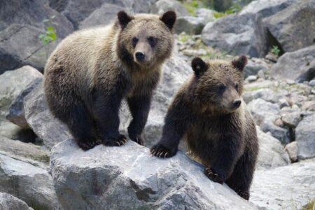 2021/10/bear-3694104_1280-768w.jpg
