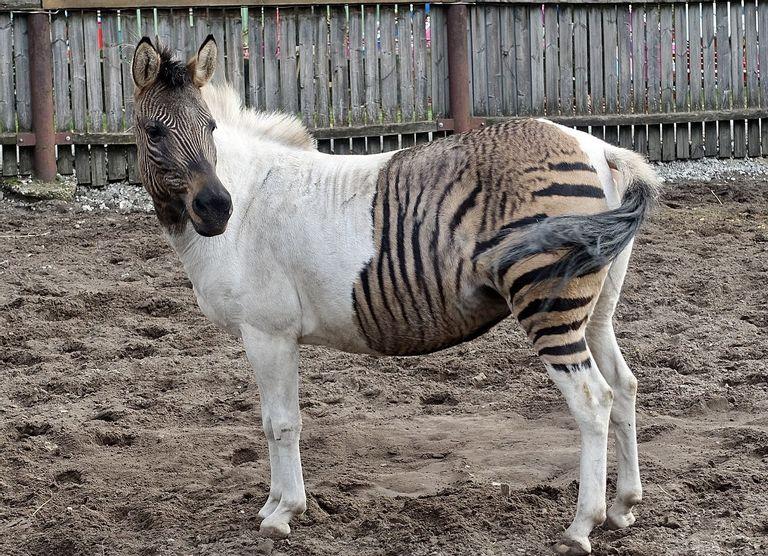 Zorse