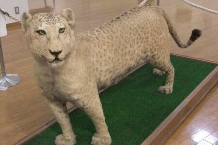2021/10/Leopon_ponko-768w-1.jpg