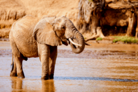 Kenya's most important waterway, the Tana River