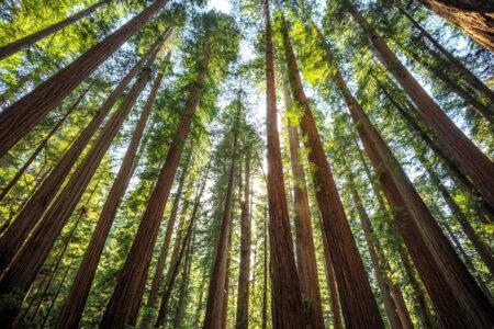 Afternoon,Light,On,The,Redwoods,At,Jedediah,Smith,State,Park,