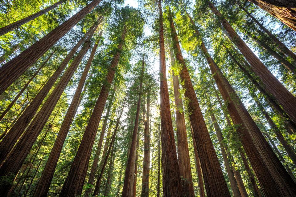 Jedediah Smith Redwoods State Park, California