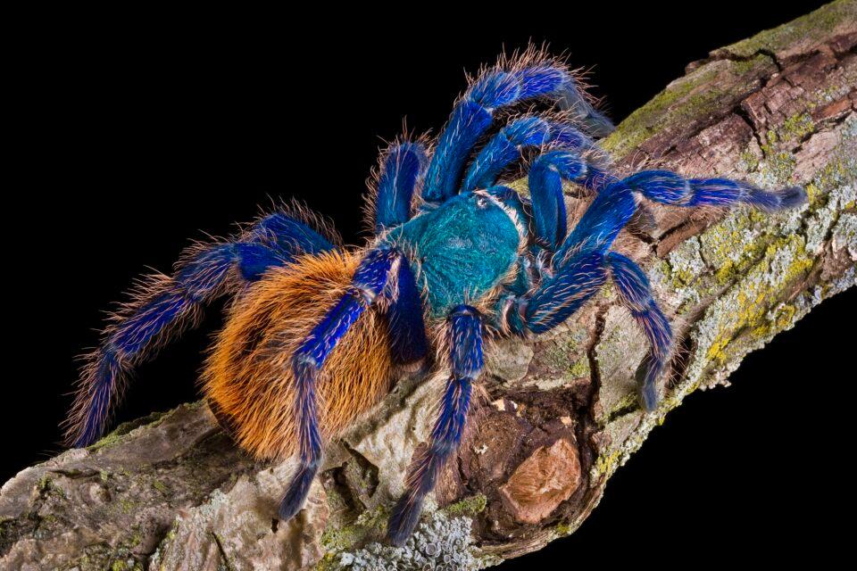 Green Bottle Blue Tarantula