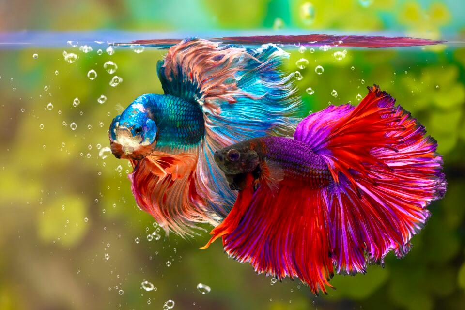 Betta( Siamese Fighting) Fish