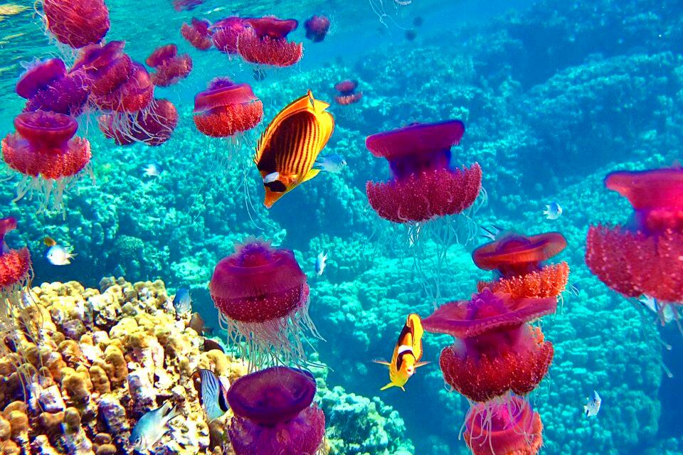 Crown Jellyfish