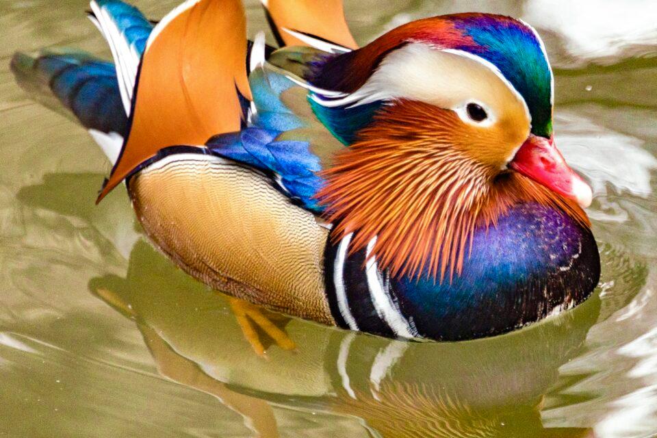 Mandarin Duck